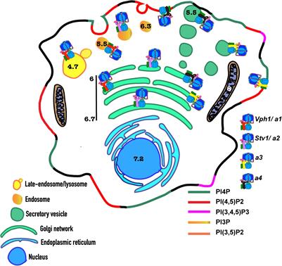 Regulation of V-ATPase Activity and Organelle pH by Phosphatidylinositol Phosphate Lipids